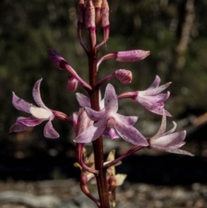 Dipodium roseum at Burra, NSW - 27 Apr 2020