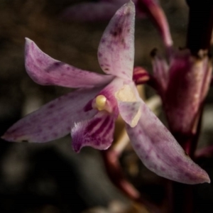 Dipodium roseum at Burra, NSW - suppressed