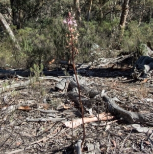 Dipodium roseum at Burra, NSW - suppressed