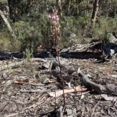Dipodium roseum at Burra, NSW - 27 Apr 2020
