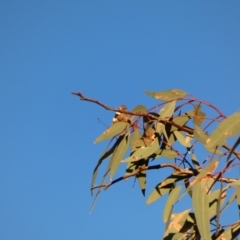 Vanessa itea (Yellow Admiral) at Red Hill Nature Reserve - 27 Apr 2020 by TomT