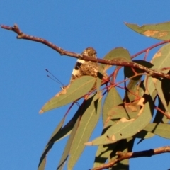 Vanessa itea at Deakin, ACT - 27 Apr 2020 04:55 PM