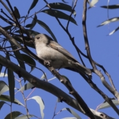 Pachycephala pectoralis (Golden Whistler) at Acton, ACT - 22 Aug 2017 by AlisonMilton