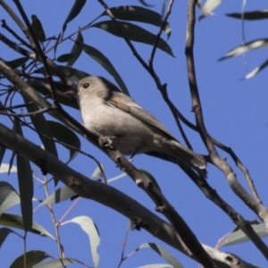 Pachycephala pectoralis at Acton, ACT - 22 Aug 2017 01:55 PM