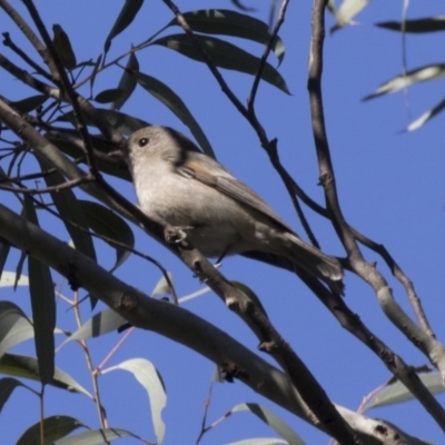 Pachycephala pectoralis (Golden Whistler) at Acton, ACT - 22 Aug 2017 by AlisonMilton