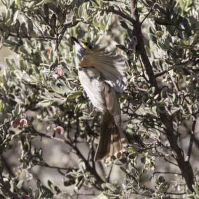 Caligavis chrysops (Yellow-faced Honeyeater) at Hawker, ACT - 21 Aug 2017 by Alison Milton