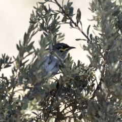 Caligavis chrysops at Hawker, ACT - 22 Aug 2017 09:27 AM