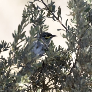 Caligavis chrysops at Hawker, ACT - 22 Aug 2017 09:27 AM