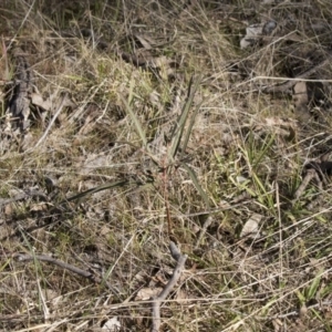 Brachychiton populneus subsp. populneus at Hawker, ACT - 22 Aug 2017