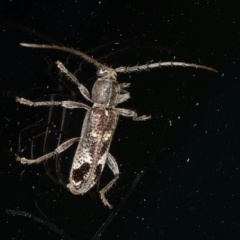 Phacodes personatus (Longhorn beetle) at Ainslie, ACT - 18 Dec 2019 by jb2602