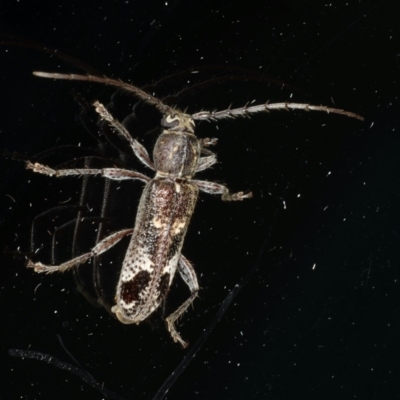 Phacodes personatus (Longhorn beetle) at Ainslie, ACT - 18 Dec 2019 by jb2602