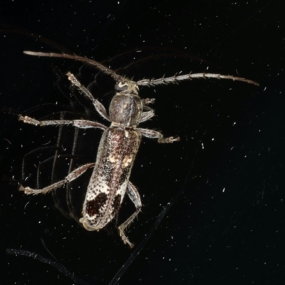 Phacodes personatus (Longhorn beetle) at Ainslie, ACT - 18 Dec 2019 by jbromilow50