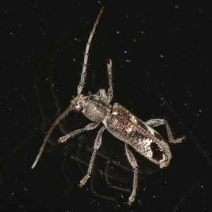 Phacodes personatus at Ainslie, ACT - 18 Dec 2019