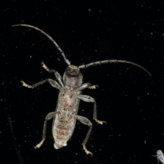 Phacodes personatus at Ainslie, ACT - 18 Dec 2019