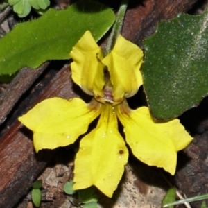 Goodenia hederacea subsp. hederacea at Majura, ACT - 26 Apr 2020