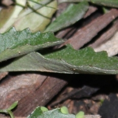 Goodenia hederacea subsp. hederacea at Majura, ACT - 26 Apr 2020