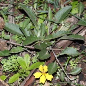Goodenia hederacea subsp. hederacea at Majura, ACT - 26 Apr 2020
