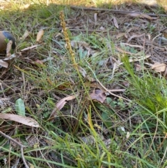 Plantago sp. (Plantain) at Mongarlowe River - 27 Apr 2020 by LisaH