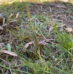 Plantago sp. at Mongarlowe, NSW - 27 Apr 2020 01:28 PM