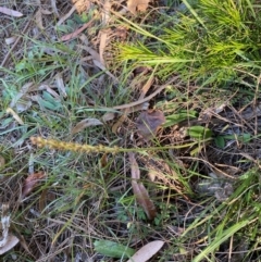 Plantago sp. at Mongarlowe, NSW - 27 Apr 2020 01:28 PM