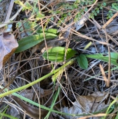 Plantago sp. at Mongarlowe, NSW - 27 Apr 2020 01:28 PM