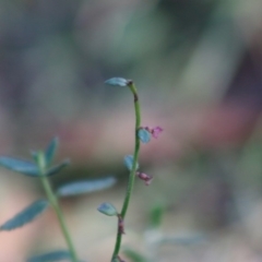 Gonocarpus tetragynus (Common Raspwort) at Mongarlowe River - 27 Apr 2020 by LisaH