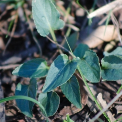 Viola betonicifolia (Mountain Violet) at Mongarlowe River - 27 Apr 2020 by LisaH