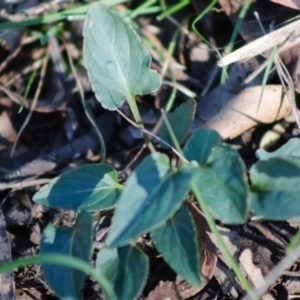 Viola betonicifolia at Mongarlowe, NSW - 27 Apr 2020