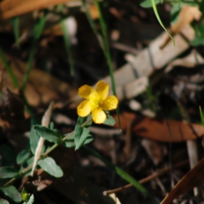 Hypericum gramineum (Small St Johns Wort) at Mongarlowe, NSW - 27 Apr 2020 by LisaH