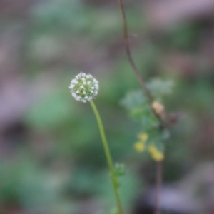 Acaena novae-zelandiae at Mongarlowe, NSW - 27 Apr 2020