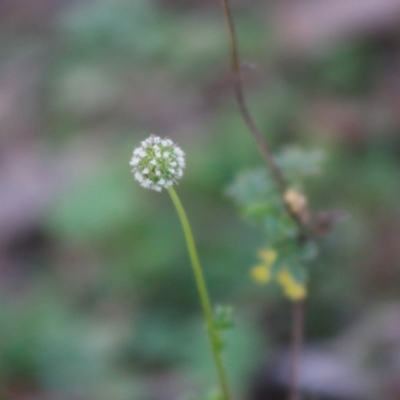 Acaena novae-zelandiae (Bidgee Widgee) at Mongarlowe River - 27 Apr 2020 by LisaH