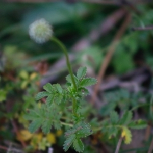 Acaena novae-zelandiae at Mongarlowe, NSW - 27 Apr 2020