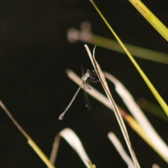 Synlestes weyersii (Bronze Needle) at Mongarlowe, NSW - 27 Apr 2020 by LisaH