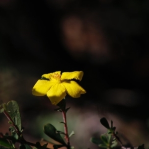 Hibbertia obtusifolia at Mongarlowe, NSW - 27 Apr 2020