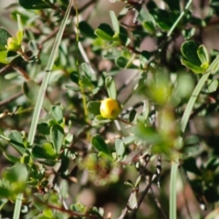 Hibbertia obtusifolia at Mongarlowe, NSW - 27 Apr 2020 02:01 PM