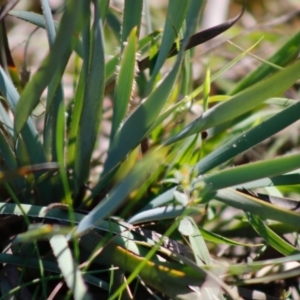 Patersonia sericea var. sericea at Mongarlowe, NSW - 27 Apr 2020