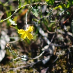 Goodenia hederacea subsp. hederacea (Ivy Goodenia, Forest Goodenia) at Mongarlowe River - 27 Apr 2020 by LisaH