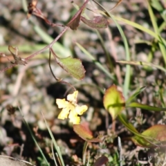 Goodenia hederacea subsp. hederacea at Mongarlowe, NSW - 27 Apr 2020