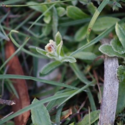 Coronidium scorpioides (Button Everlasting) at Mongarlowe River - 27 Apr 2020 by LisaH