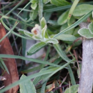 Coronidium scorpioides at Mongarlowe, NSW - 27 Apr 2020