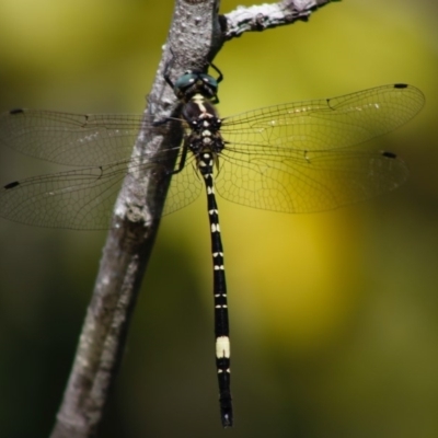 Parasynthemis regina (Royal Tigertail) at Mongarlowe River - 27 Apr 2020 by LisaH