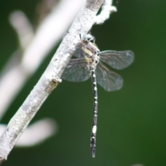 Parasynthemis regina at Mongarlowe, NSW - 27 Apr 2020 12:05 PM