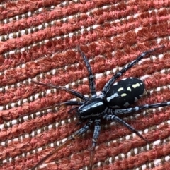 Nyssus coloripes (Spotted Ground Swift Spider) at Wattamolla, NSW - 27 Apr 2020 by WattaWanderer