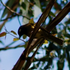 Nesoptilotis leucotis (White-eared Honeyeater) at Mongarlowe, NSW - 27 Apr 2020 by LisaH