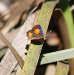 Paralucia aurifera (Bright Copper) at Mongarlowe River - 27 Apr 2020 by LisaH