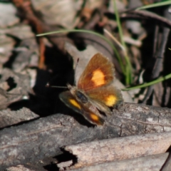 Paralucia aurifera at Mongarlowe, NSW - 27 Apr 2020 12:45 PM