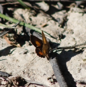 Paralucia aurifera at Mongarlowe, NSW - 27 Apr 2020 12:45 PM