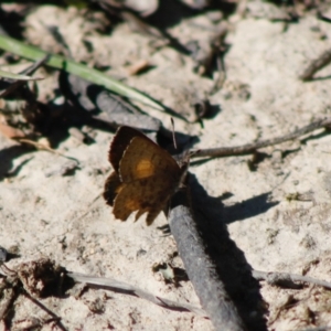 Paralucia aurifera at Mongarlowe, NSW - 27 Apr 2020 12:45 PM