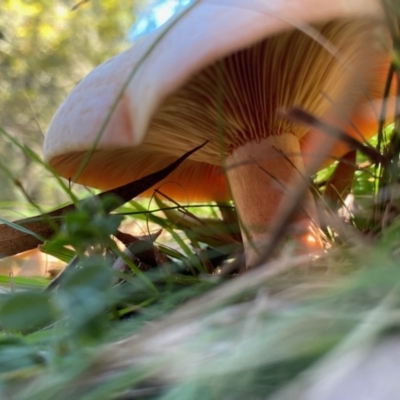 Lactarius deliciosus (Saffron Milkcap) at Mongarlowe, NSW - 27 Apr 2020 by LisaH