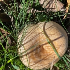 Lactarius deliciosus at Mongarlowe, NSW - 27 Apr 2020